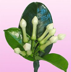 Бутоньерка Г5115